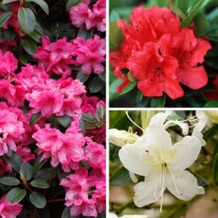Rhododendrons (Japanese Azalea) Collection