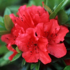 Rhododendrons (Japanese Azalea) Collection -Garden Centre Store 510804 2