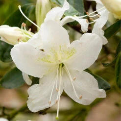 Rhododendrons (Japanese Azalea) Collection -Garden Centre Store 510804 3