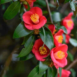 Camellia Vernalis 'Yuletide' 6 Camellia Vernalis 'Yuletide' -Garden Centre Store 510818 2