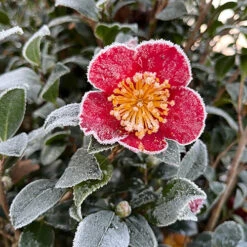 Camellia Vernalis 'Yuletide' 7 Camellia Vernalis 'Yuletide' -Garden Centre Store 510818 3