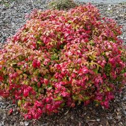 Nandina 'Fire Power' -Garden Centre Store 510823 3