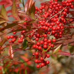 Nandina 'Fire Power' -Garden Centre Store 510823 5