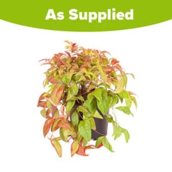 Nandina 'Fire Power' -Garden Centre Store 510823 6