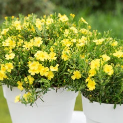Halimium 'April Sun' In 2L Pot -Garden Centre Store 510840 2