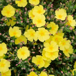 Halimium 'April Sun' In 2L Pot -Garden Centre Store 510840 3