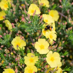 Halimium 'April Sun' In 2L Pot -Garden Centre Store 510840 5