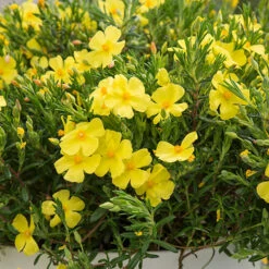 Halimium 'April Sun' In 2L Pot -Garden Centre Store 510840 6