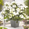 Hydrangea 'Runaway Bride'