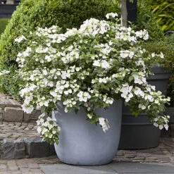 Hydrangea 'Runaway Bride' -Garden Centre Store 510841 2
