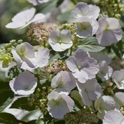 Hydrangea 'Runaway Bride' -Garden Centre Store 510841 3