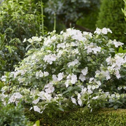 Hydrangea 'Runaway Bride' -Garden Centre Store 510841 4