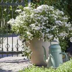 Hydrangea 'Runaway Bride' -Garden Centre Store 510841 6