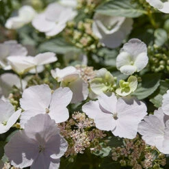 Hydrangea 'Runaway Bride' -Garden Centre Store 510841 7