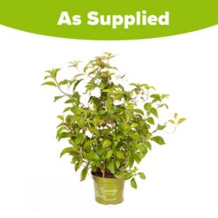 Hydrangea 'Runaway Bride' -Garden Centre Store 510841 8