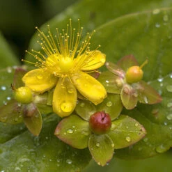 Hypericum 'Miracle Attraction'