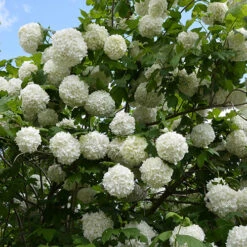 Snowball Tree Viburnum Opulus 'Roseum' -Garden Centre Store 510895 2