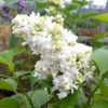 French Lilac Syringa Vulgaris ?Madame Lemoine'