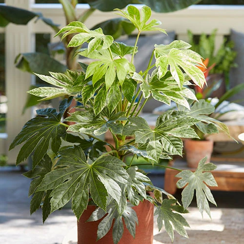 Caster Oil Plant Fatsia Japonica 'Spider's Web' 1 Caster Oil Plant Fatsia Japonica 'Spider's Web'