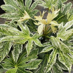 Caster Oil Plant Fatsia Japonica 'Spider's Web' 7 Caster Oil Plant Fatsia Japonica 'Spider's Web' -Garden Centre Store 510910 3