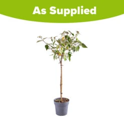 Viburnum 'Eskimo' Standard -Garden Centre Store 510944 2