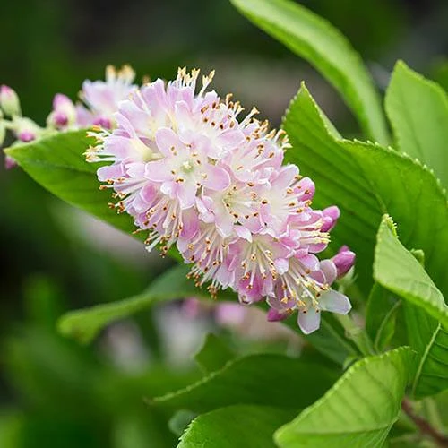 Summersweet Clethra Alnifolia 'Pink Spire' 2 Summersweet Clethra Alnifolia 'Pink Spire' - Image 2