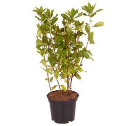 Summersweet Clethra Alnifolia 'Pink Spire' 5 Summersweet Clethra Alnifolia 'Pink Spire' -Garden Centre Store 510958 2