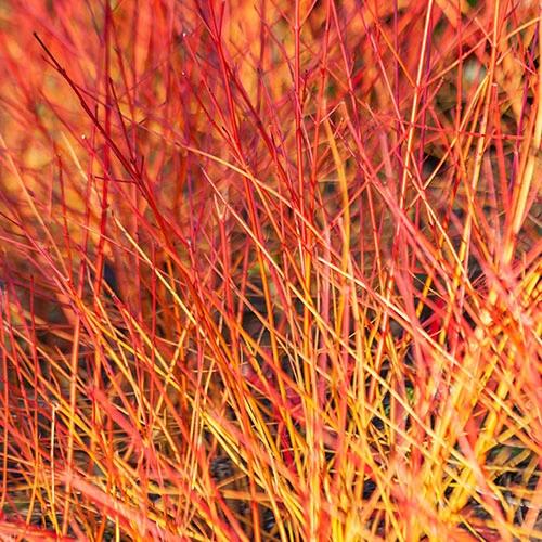 Cornus Sanguinea 'Anny's Winter Orange' 1 Cornus Sanguinea 'Anny's Winter Orange'