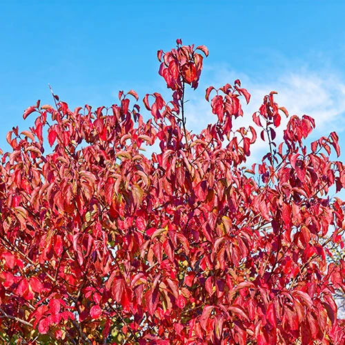 Cornus Sanguinea 'Anny's Winter Orange' 2 Cornus Sanguinea 'Anny's Winter Orange' - Image 2