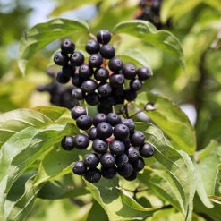 Cornus Sanguinea 'Anny's Winter Orange' 6 Cornus Sanguinea 'Anny's Winter Orange' -Garden Centre Store 510959 2