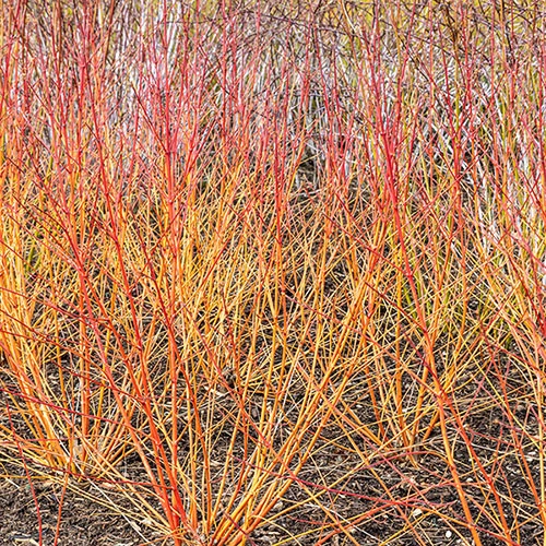 Cornus Sanguinea 'Anny's Winter Orange' 4 Cornus Sanguinea 'Anny's Winter Orange' - Image 4