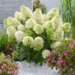 Hydrangea Paniculata 'Skyfall' 8 Hydrangea Paniculata 'Skyfall' -Garden Centre Store 510964 2
