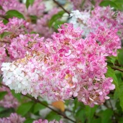 Hydrangea Paniculata 'Vanille Fraise' -Garden Centre Store 510965 2