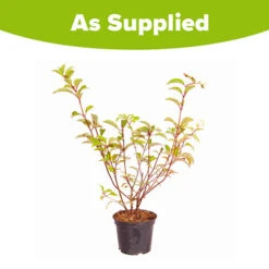 Hydrangea Paniculata 'Vanille Fraise' -Garden Centre Store 510965 3