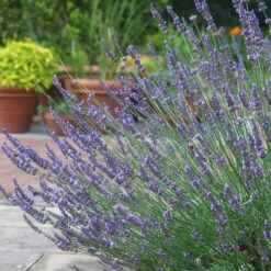 Lavender Lavandula Intermedia 'Phenomenal'