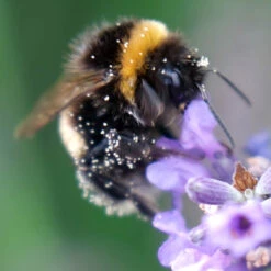 Lavender Lavandula Intermedia 'Phenomenal' -Garden Centre Store 510967 2