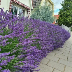 Lavender Lavandula Intermedia 'Phenomenal' -Garden Centre Store 510967 3