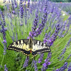 Lavender Lavandula Intermedia 'Phenomenal' -Garden Centre Store 510967 4