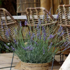 Lavender Lavandula Intermedia 'Phenomenal' -Garden Centre Store 510967 5
