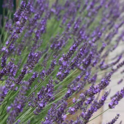 Lavender Lavandula Intermedia 'Phenomenal' -Garden Centre Store 510967 6