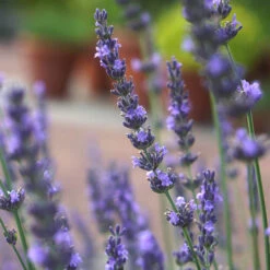 Lavender Lavandula Intermedia 'Phenomenal' -Garden Centre Store 510967 7