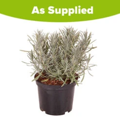Lavender Lavandula Intermedia 'Phenomenal' -Garden Centre Store 510967 8
