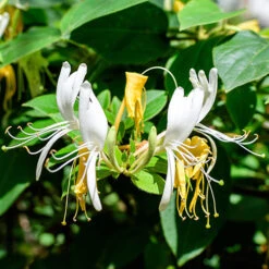Honeysuckle Lonicera 'Honey Baby'