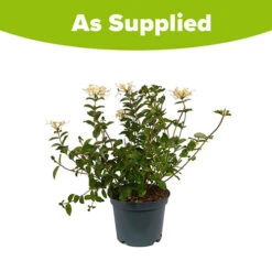 Honeysuckle Lonicera 'Honey Baby' -Garden Centre Store 510968 2