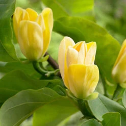 Magnolia ? Brooklynensis 'Yellow Bird'