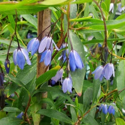Sollya Heterophylla 'Australian Bluebell Creeper' -Garden Centre Store 510972 2