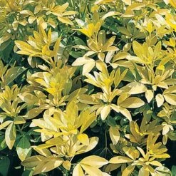 Choisya Ternata 'Sundance' -Garden Centre Store 511001 2