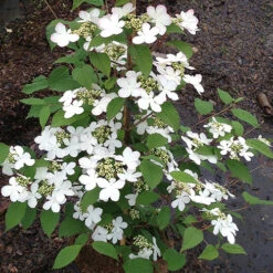 Viburnum Plicatum 'Kilimanjaro Sunrise' -Garden Centre Store 511005 3