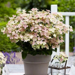 Hydrangea Paniculata 'Polestar' (R)