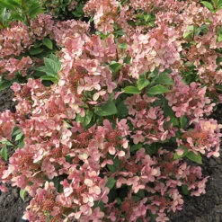 Hydrangea Paniculata 'Polestar' (R) -Garden Centre Store 511017 2